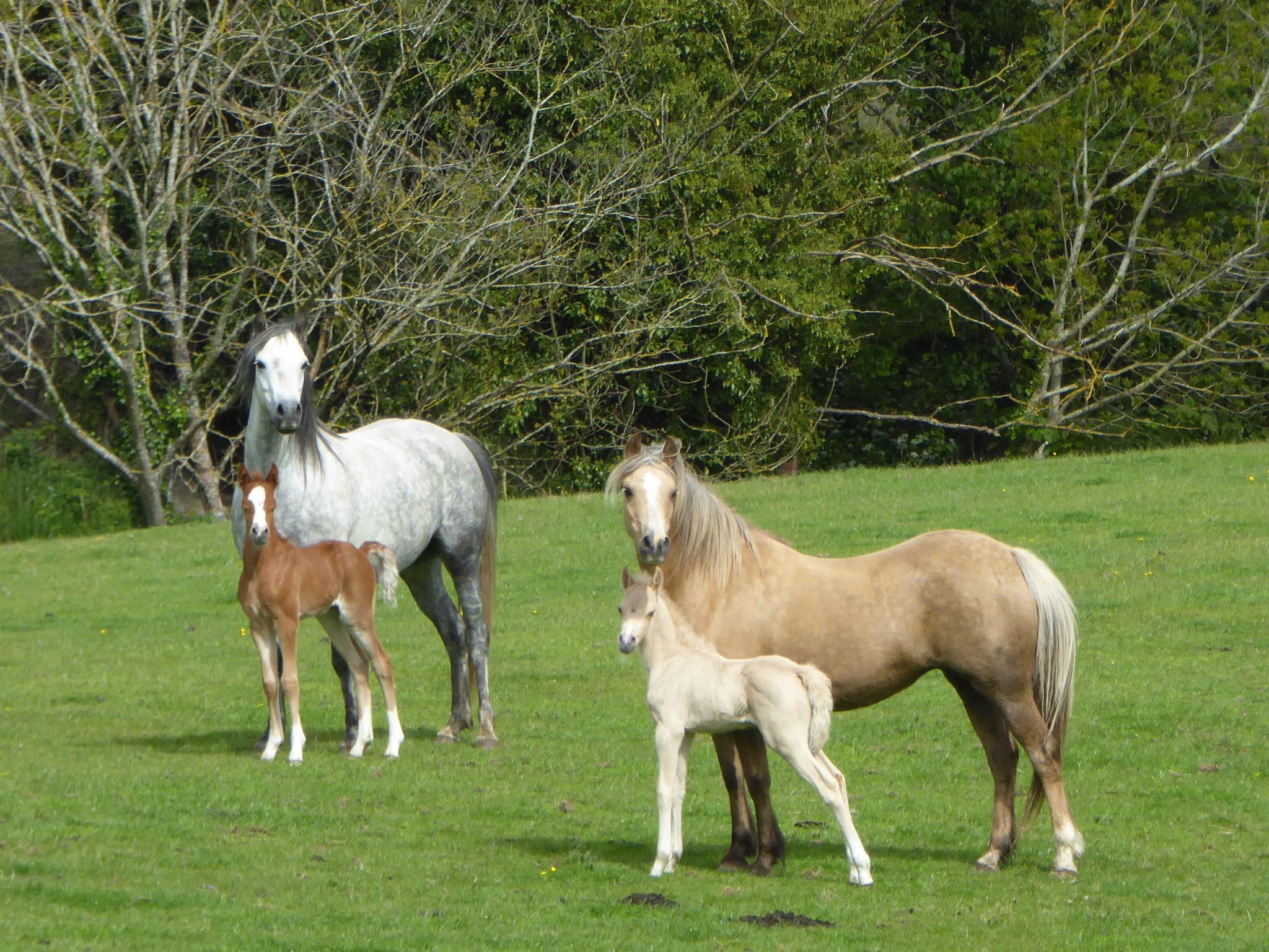 Stoak Stud Welsh Ponies